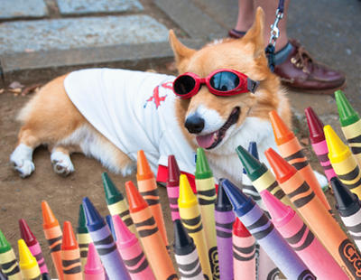 Mira lo que hace este perro artista con una caja de ceras de colores