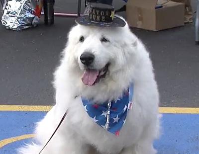 Duke, el perro que ha sido reelegido alcalde en EEUU durante 3 años
