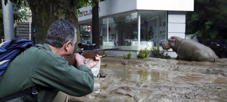 Un cazador apunta a uno de los hipopotamos huído durante las riadas. Foto: Beso Gulashvili/Reuters