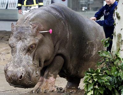 ¡Jumanji! Animales campan a sus anchas por Georgia tras las inundaciones