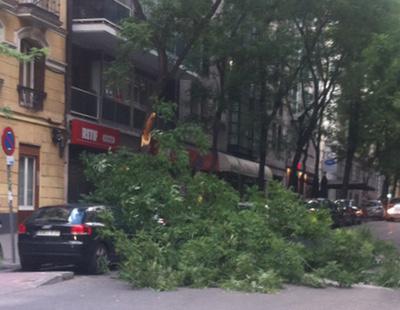Ana Botella no ha solucionado el problema de la caída de árboles en Madrid