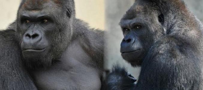 Shabani, el nuevo amor de las japonesas