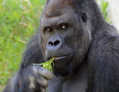El gorila por el que suspiran las japonesas