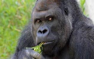 El gorila por el que suspiran las japonesas