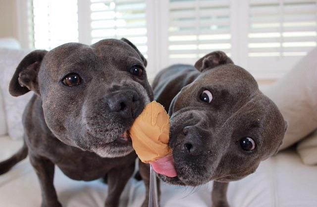 Al rico helado