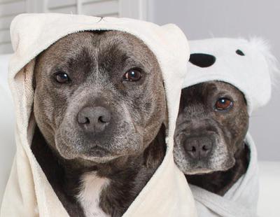 Darren y Phillip, la pareja de perros más adorable que has visto nunca