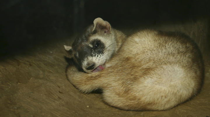 Mustela Nigripes