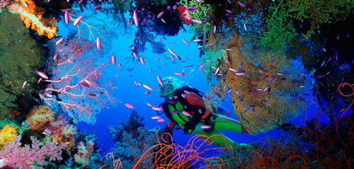 Bucea en el mayor arrecife de coral del mundo