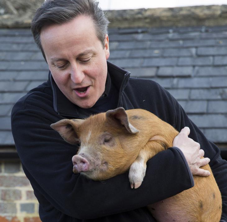 David Cameron con un cerdito