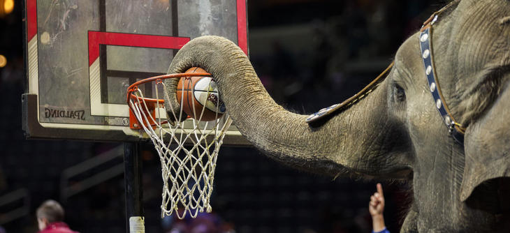 Elefante jugando al baloncesto en un circo