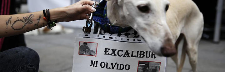 Un galgo en contra del sacrificio de Excalibur