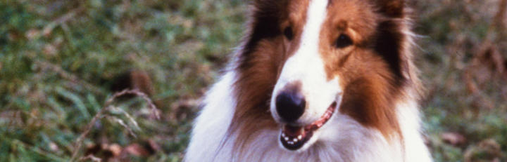 Lassie