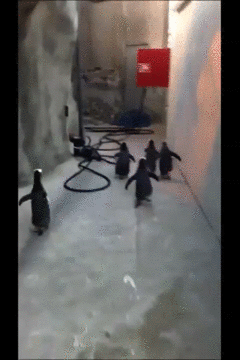 Pingüinos de Odense se escapan del zoo