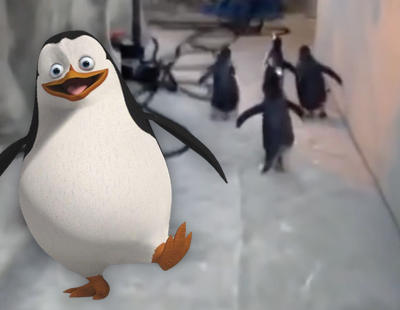 El adorable momento en que cinco pingüinos disimulan su fuga del zoo
