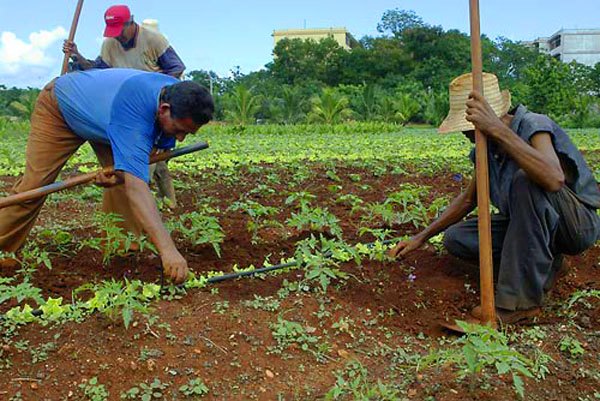 Unos señores haciendo una movida de agricultura, no se, yo soy desarrollador web