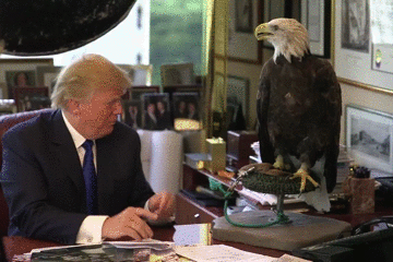 Un águila ataca a Donald Trump