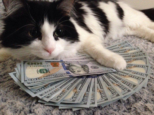 Moneycat, compártelo