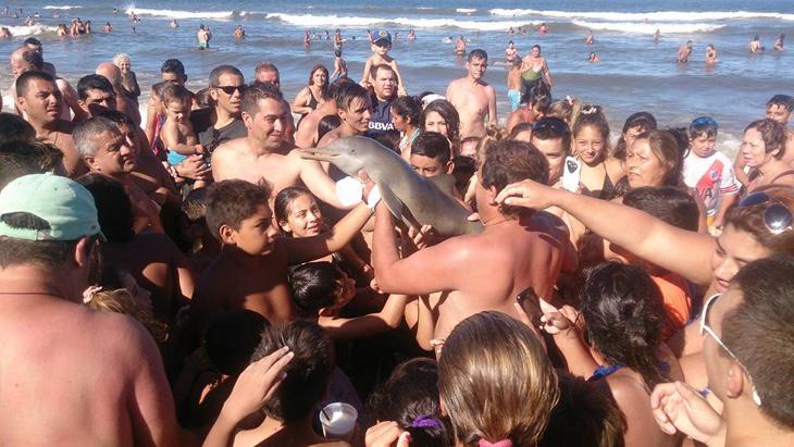 Los turistas se arremolinan para coger el delfín (Foto: Hernan Coria)