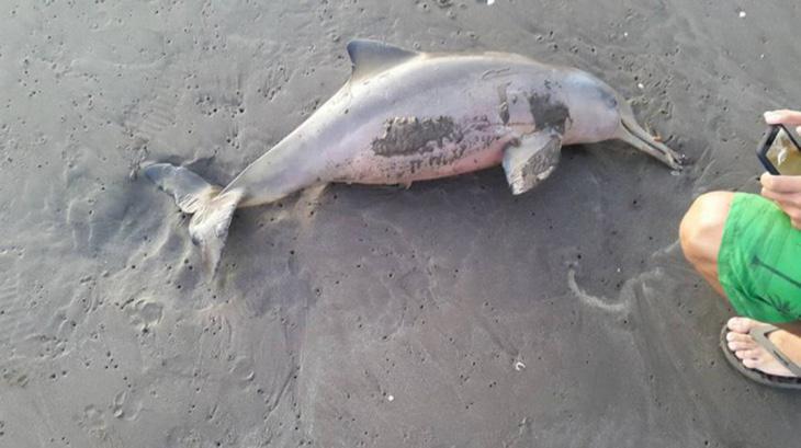El delfín, abandonado una vez muerto (Foto: Hernan Coria)
