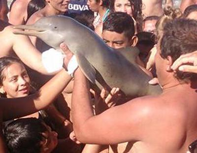 El indignante momento en que unos turistas matan a una cría de delfín por querer hacerse un selfie con ella