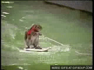 Ardilla haciendo ski acuático