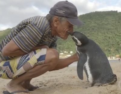 Dindim, el pingüino que viaja cada año 6.000 km para reencontrarse con su salvador