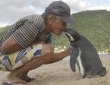 Dindim, el pingüino que viaja cada año 6.000 km para reencontrarse con su salvador