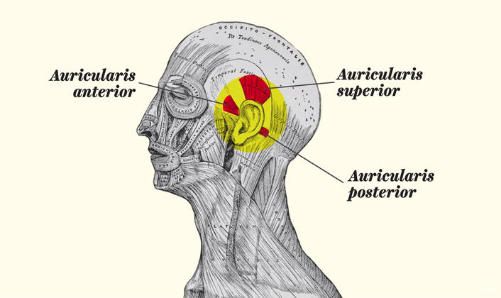 Los músculos que nos permiten mover las orejas