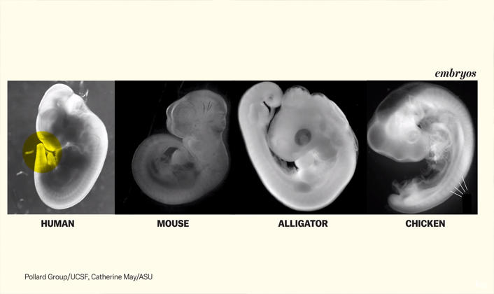La prueba con distintos tipos de embriones. A la izquierda el humano