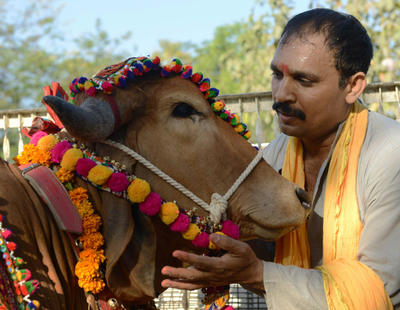 La India lucha contra el calentamiento global evitando que sus vacas (sagradas) se tiren pedos