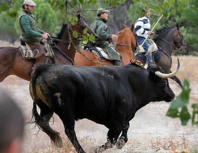 Aprobado el primer paso para acabar con el Toro de la Vega: el animal no podrá morir