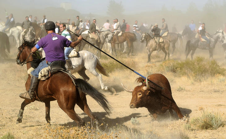 Espaldarazo de Castilla y León al Toro de la Vega