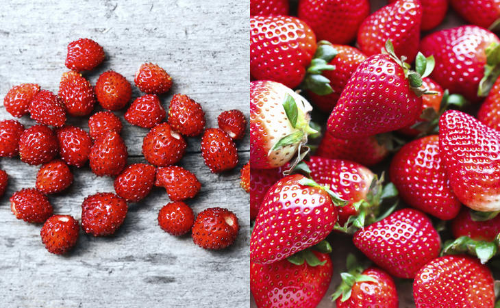 Fresas vs. Fresones