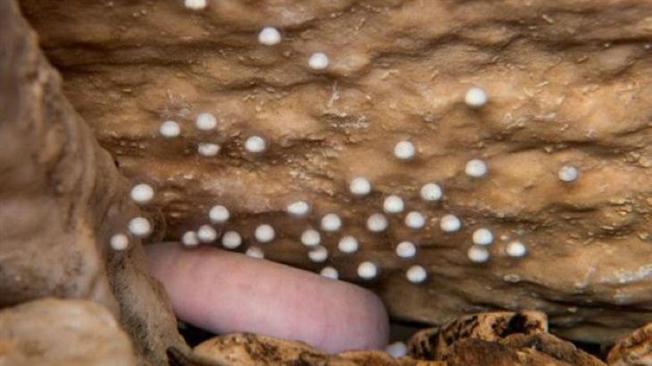Esta vez, los huevos de olm están en una cueva más fría de lo normal (Iztok Medja/Postojnska jama)