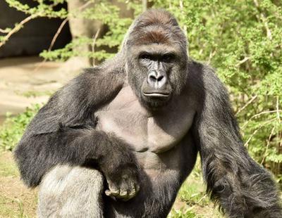 Harambe, el gorila que fue asesinado por la irresponsabilidad de unos padres