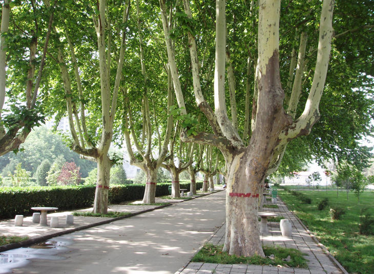 El árbol plátano de sombra es el principal causante de las alergias estos días (Fanghong/Wikipedia)