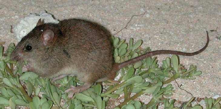 El melomys rubicola, el primer mamífero extinto del mundo