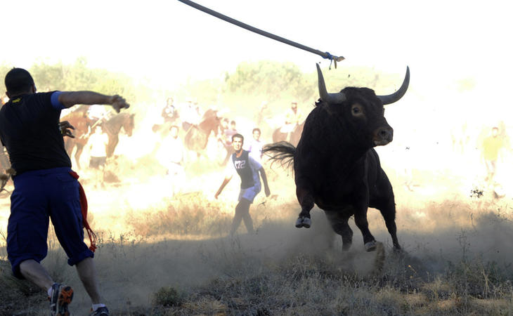 La estocada definitiva a la celebración del Toro de la Vega