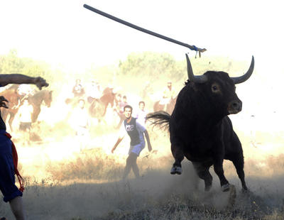 Prohíben definitivamente el Toro de la Vega por no adaptarse a la nueva normativa