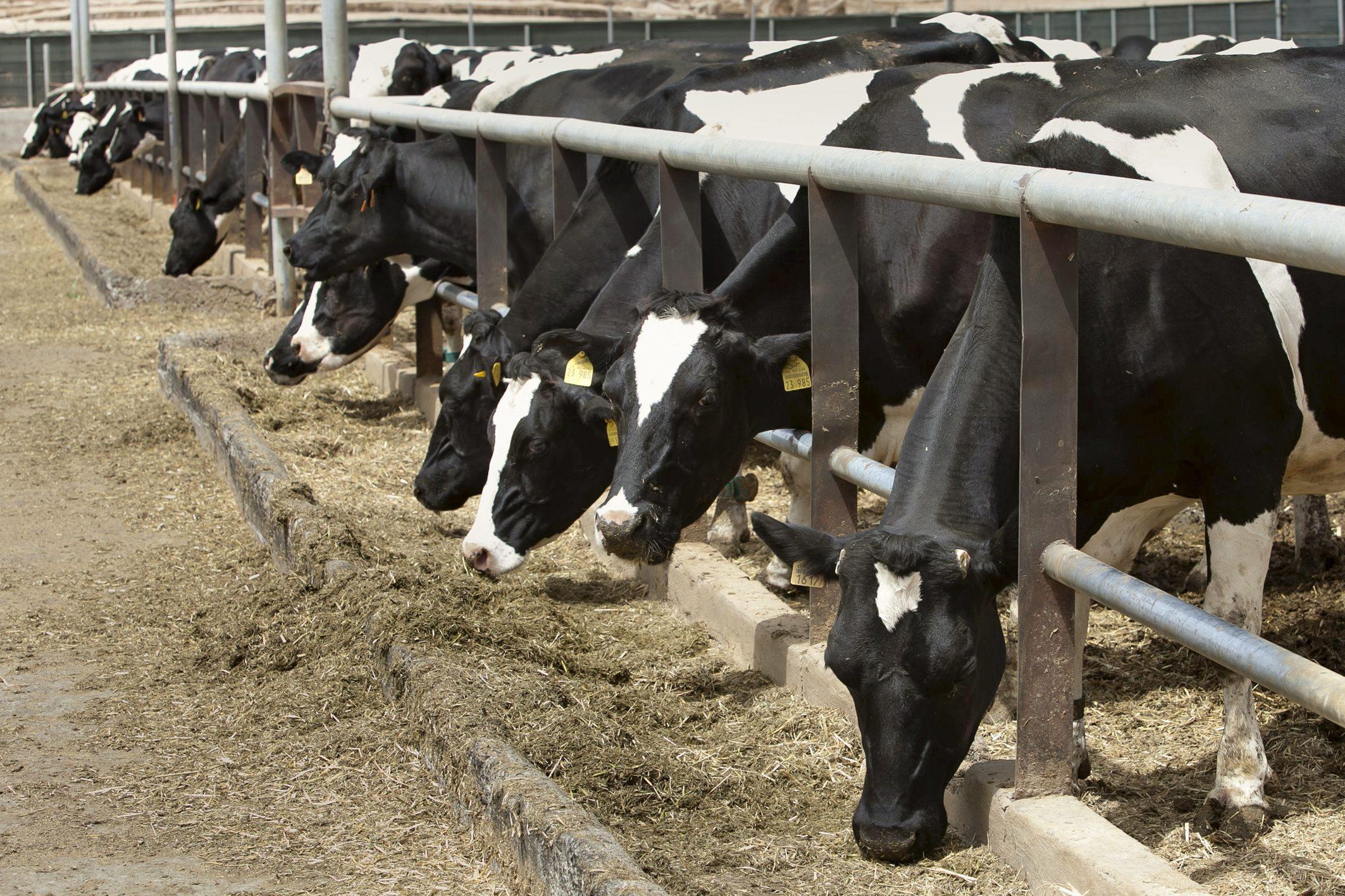 Sí, así es como tratamos a las vacas