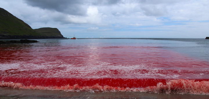 La matanza de los cetáceos deja las orillas de las islas inundadas de sangre