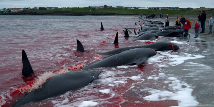 La OMS recomienda no consumir la carne ni grasa de delfín ni ballena, o comerla como máximo una vez al mes