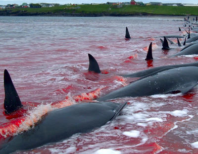 Grindadráp, la matanza de ballenas que tiñe de rojo las aguas del Atlántico