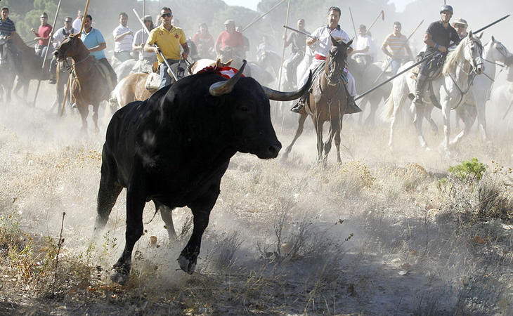 El Toro de la Peña no podrá ser sacrificado