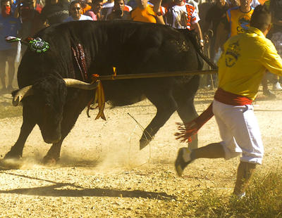 Tordesillas presenta el festejo que sustituirá al Toro de la Vega