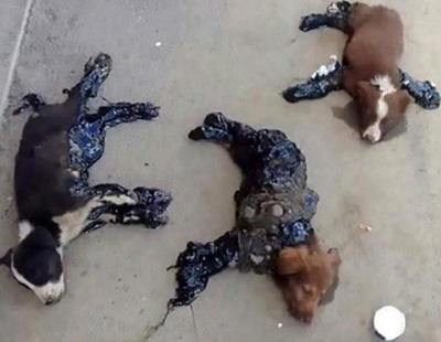 Encuentran cuatro perros pegados al suelo con alquitrán bajo el sol