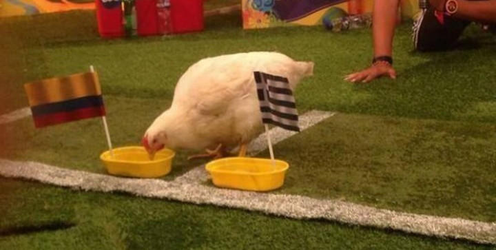 Paula es la gallina más inteligente de Colombia