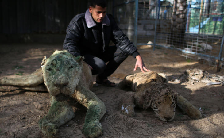 Los animales disecados convivían con los vivos