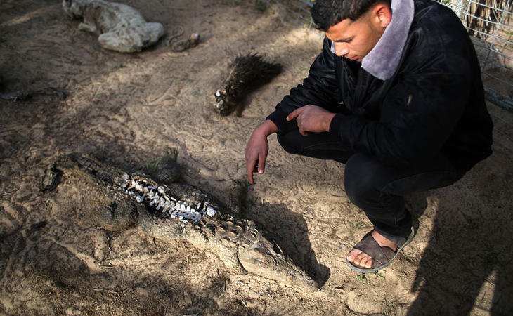 El dueño lamentaba no poder hacerse cargo del zoo