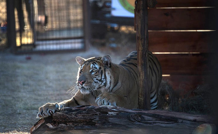 El tigre del zoo de Gaza, en su nuevo hogar